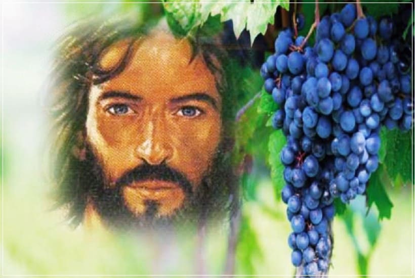 En este momento estás viendo “YO SOY LA VID VERDADERA” “La gloria de mi Padre está en que deis mucho fruto“