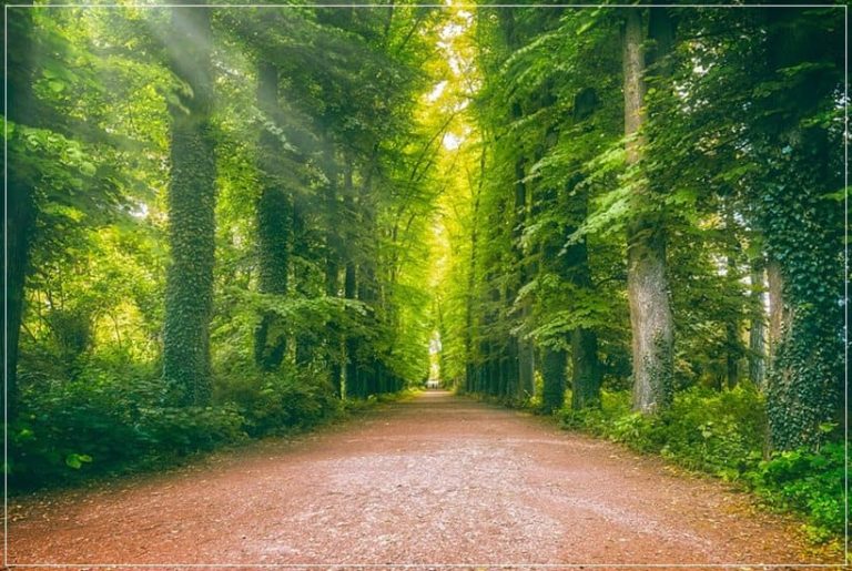 Lee más sobre el artículo CAMINO DE LA PASCUA